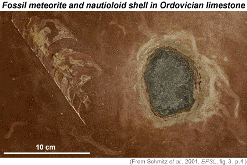 A fossil meteorite in the Orthoceratite Limestone from Thorsberg Quarry - complete with orthocone nautiloid.