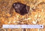 The Bunburra Rockhole achondrite stony meteorite with black fusion crust, and a small area of interior surface showing grey, right; as found.